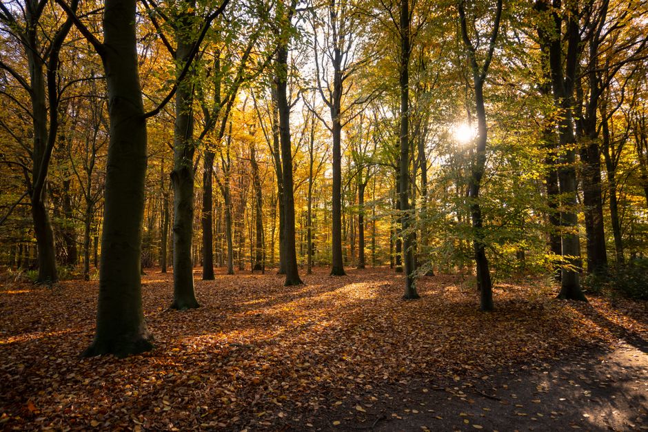 Raamdecoratie in rijke, warme herfstkleuren.
